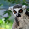 Lemur kata - Lemur catta - Ring-tailed Lemur 8921